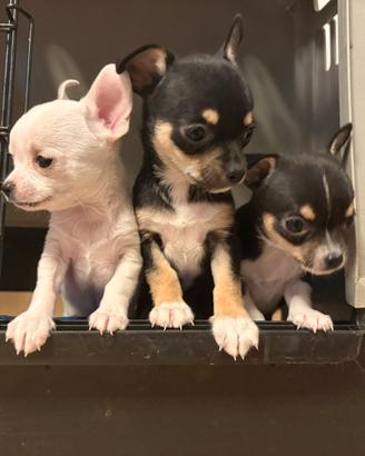 Chihuahua