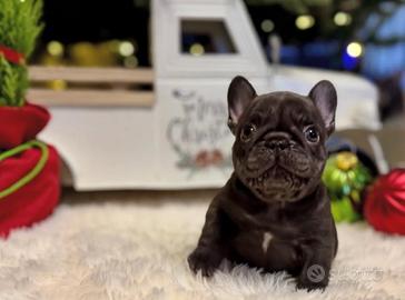 Bulldog francese cucciolo