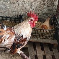 Galline serama(la razza piu piccola al mondo)