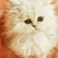 Cuccioli di gatto Persiano pura razza
