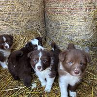 Cuccioli Border Collie