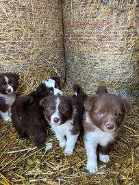 Cuccioli Border Collie