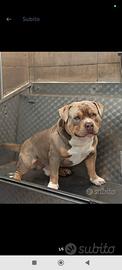 Monta American bully Pocket 