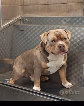 Monta American bully Pocket 