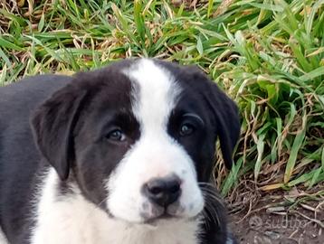 Pastore dell' asia centrale