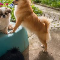 Cucciolo chihuahua