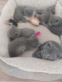 Cuccioli certosini con pedigree' Anfi