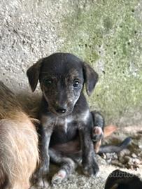 Cucciolo di piccola taglia