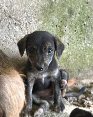 Cucciolo di piccola taglia