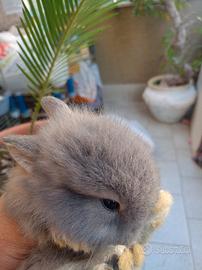 Coniglietti ariete e teste leone