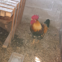 Galline/0 Aracauna moroseta livornese parma