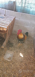 Galline/0 Aracauna moroseta livornese parma