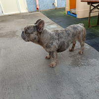 Bulldog francese