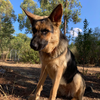 Cuccioli incrocio di pastore tedesco