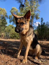 Cuccioli incrocio di pastore tedesco