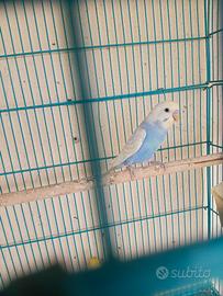 Cocorite