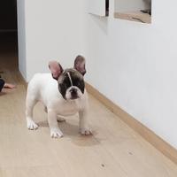 Bulldog francese cucciolo