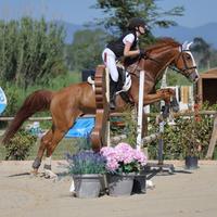 Cavallo da salto kwpn del 2010