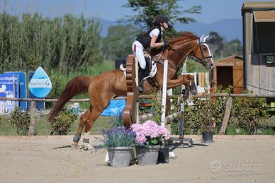 Cavallo da salto kwpn del 2010