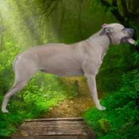 Pitbull pedigree sterilizzata