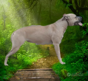 Pitbull pedigree sterilizzata