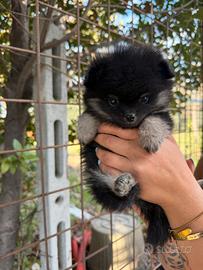 Spitz pomerania mini toy