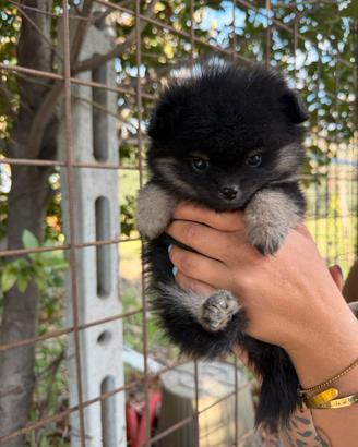 Spitz pomerania mini toy