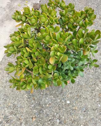 Albero di giada