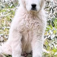 Maremmano con pedigree