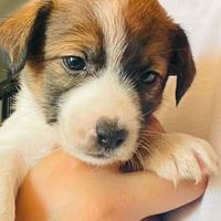 Jack russel