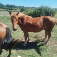 Cavallo incrocio TPR