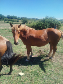 Cavallo incrocio TPR