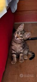 Gattino regalasi