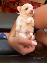 Chihuahua