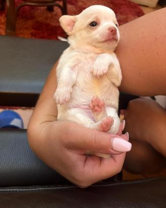 Chihuahua