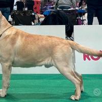 Stallone Labrador Retriever per accoppiamento