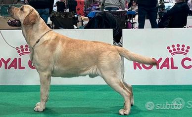 Stallone Labrador Retriever per accoppiamento