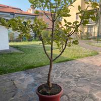 Limone di Sorrento in vaso