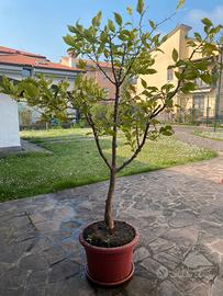 Limone di Sorrento in vaso