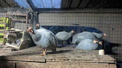 Faraone grigio perla