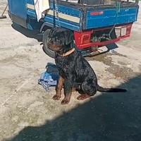 Rottweiler