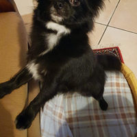 Chihuahua femmina per accoppiamento