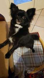 Chihuahua femmina per accoppiamento