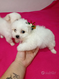 Cuccioli di maltese