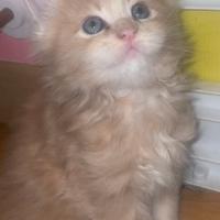 Splendida Maine coon