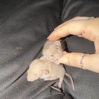 Ratti dumbo siamesi (cuccioli)