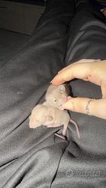 Ratti dumbo siamesi (cuccioli)