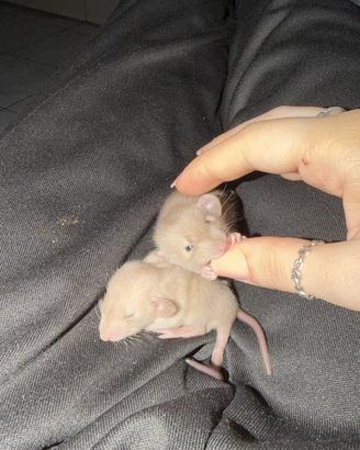 Ratti dumbo siamesi (cuccioli)
