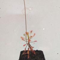 Piante Carnivore