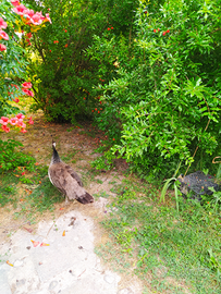 Pavoni comuni coppia